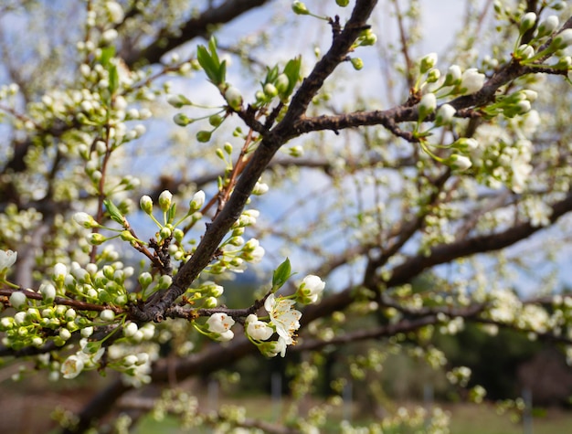 Blossoming plum tree flowers on a Sunny spring day in Greece