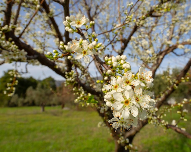 Blossoming plum tree flowers on a Sunny spring day in Greece