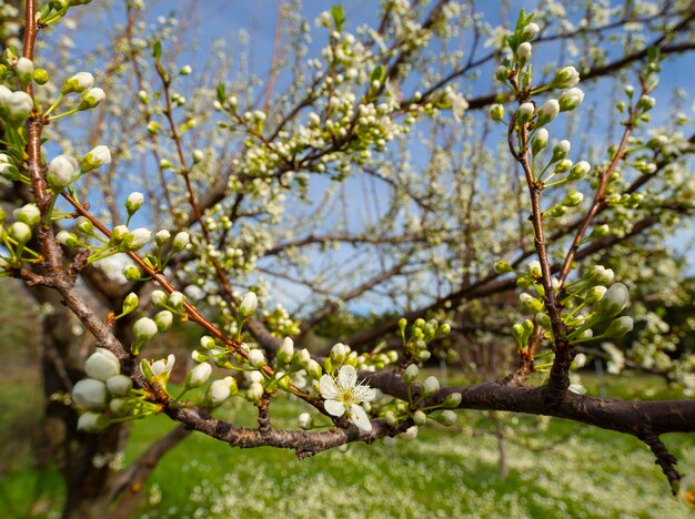 Blossoming plum tree flowers on a Sunny spring day in Greece