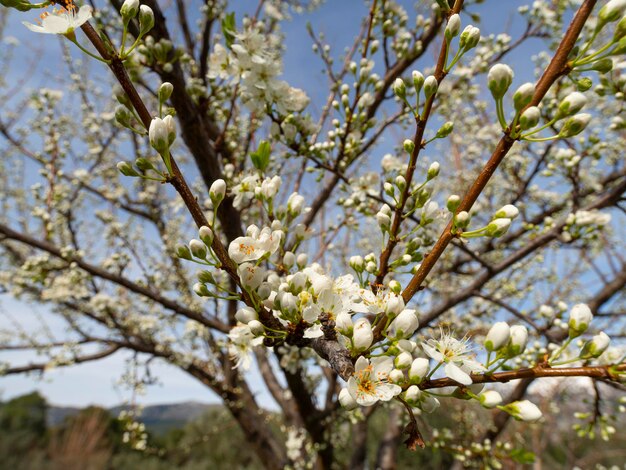 Blossoming plum tree flowers on a Sunny spring day in Greece