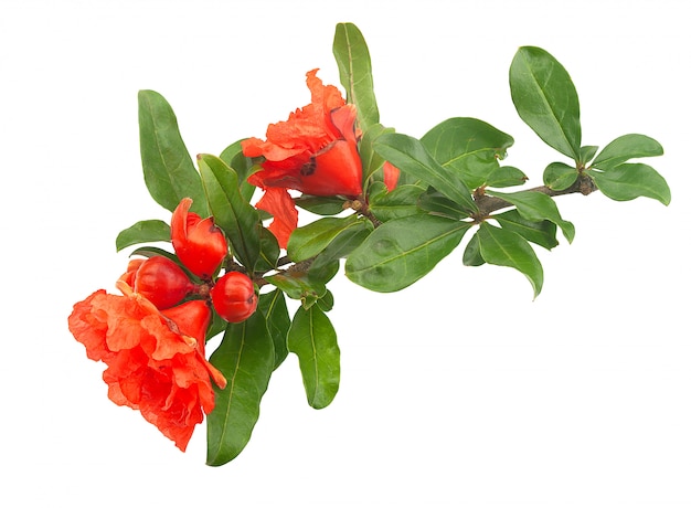 Blossoming pomegranate branch