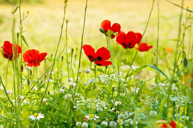 Blossoming poppy flowers meadow in spring time