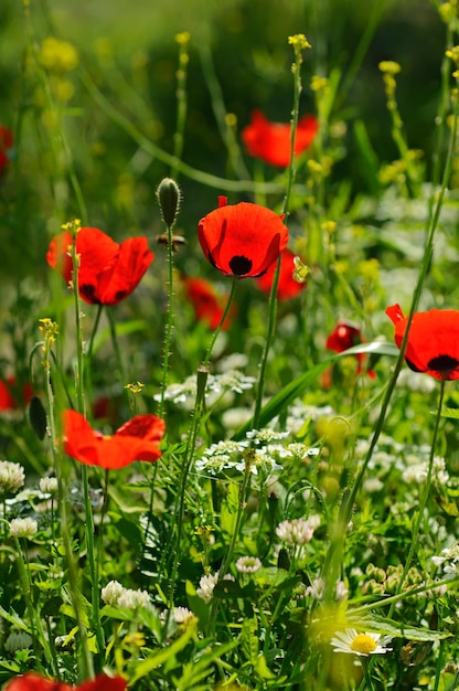 Blossoming poppy flowers meadow in spring time