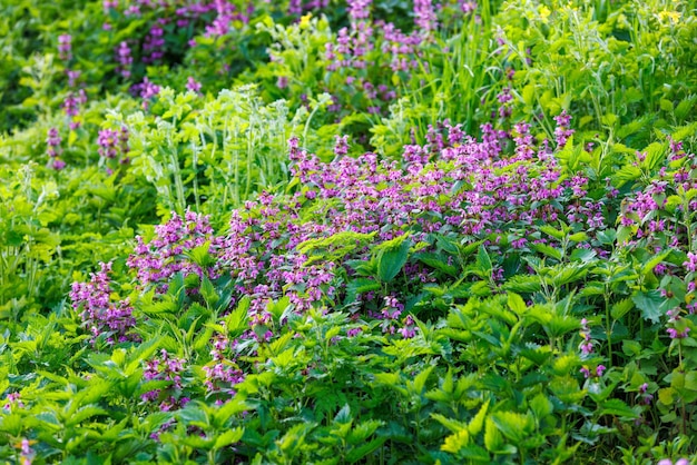 Blossoming red dead nettle lamium purpureum