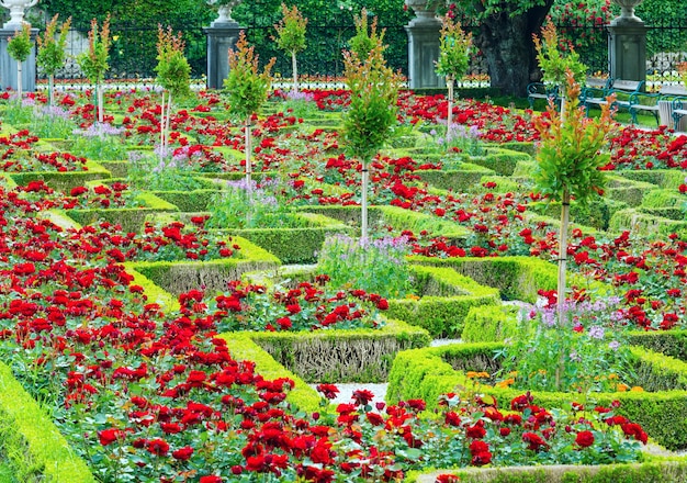 Blossoming rose flowerbeds in summer city park