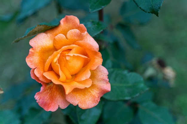 Blossoming rose in summer garden natural light shot