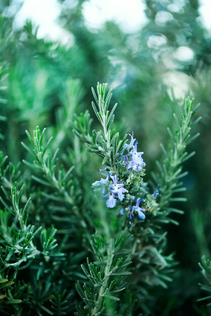 Photo blossoming rosemary plants with flowers on green bokeh herb background. rosmarinus officinalis angustissimus benenden blue field.