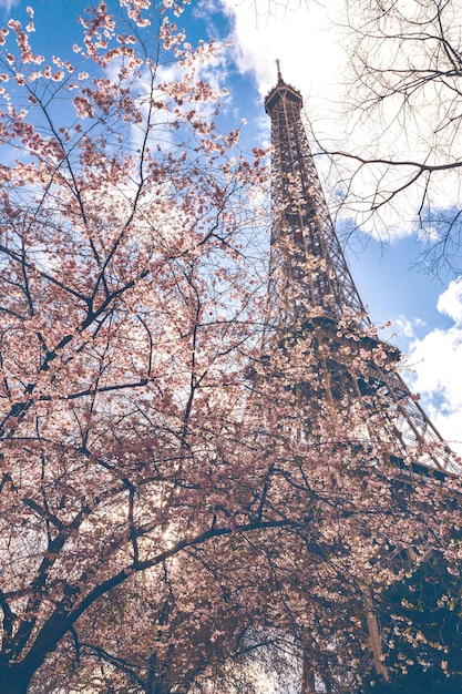 Blossoming sakura against the background of the Eiffel Tower