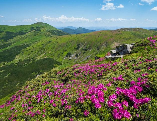 Blossoming slopes rhododendron flowers of Carpathian mountains