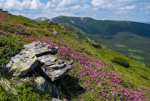 Blossoming slopes rhododendron flowers of Carpathian mountains