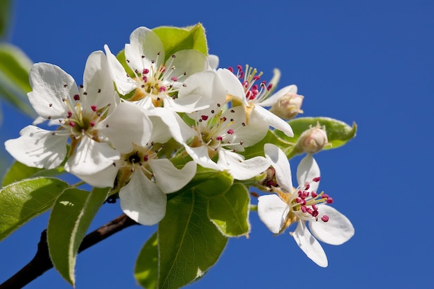 Blossoming a spring cherry