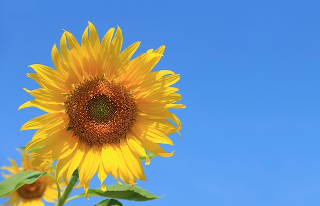 Blossoming Sunflower Against Vivid Blue Sky