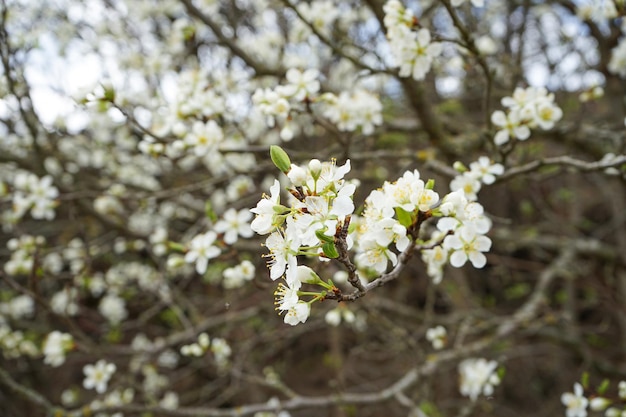 Blossoming tree of an appletree Blossoming fruit tree branches closeup Spring season