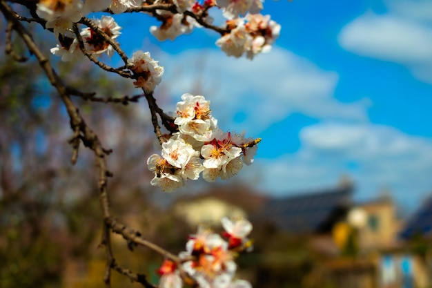 Blossoming tree lose up at sunny day next to blue sky