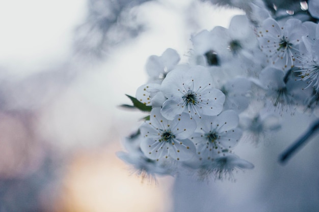 blossoming tree spring background