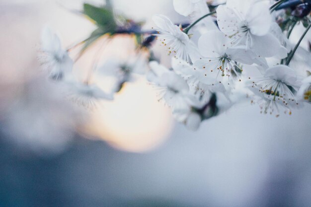 blossoming tree spring background