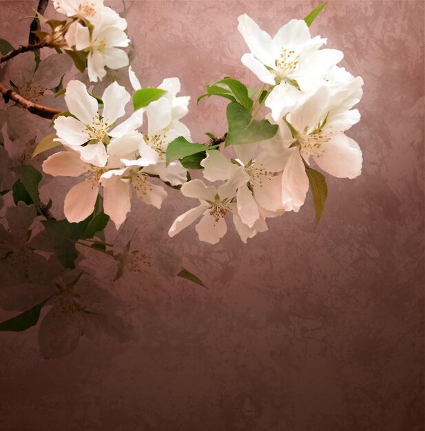 blossoming treewhite flowers  brunch on brown dark grunge background