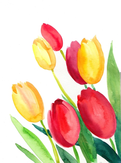 Blossoming tulip flowers. Watercolor painting