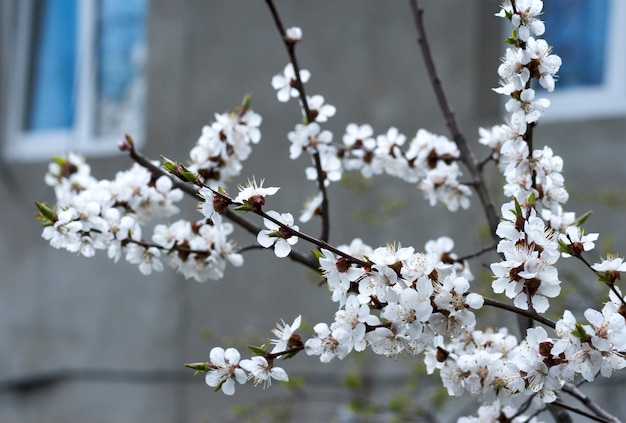 Blossoming twig of cherry-tree (on house with open windows background)