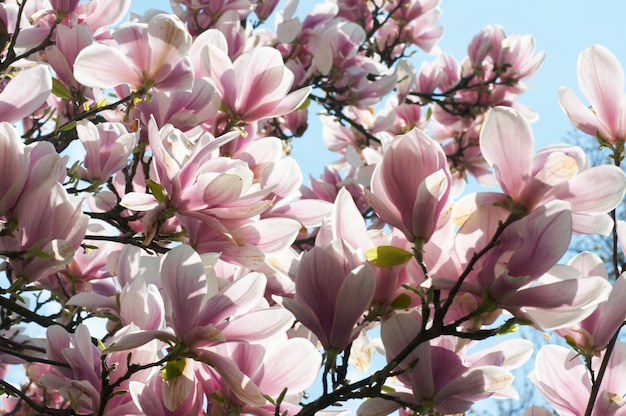 Blossoming twig of magnolia-tree on blue sky