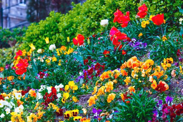 Blossoming varicolored Viola tricolor flowers and red tulips on spring flowerbed