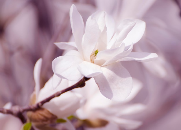 Blossoming of white magnolia flowers in spring time natural floral seasonal background pink toned