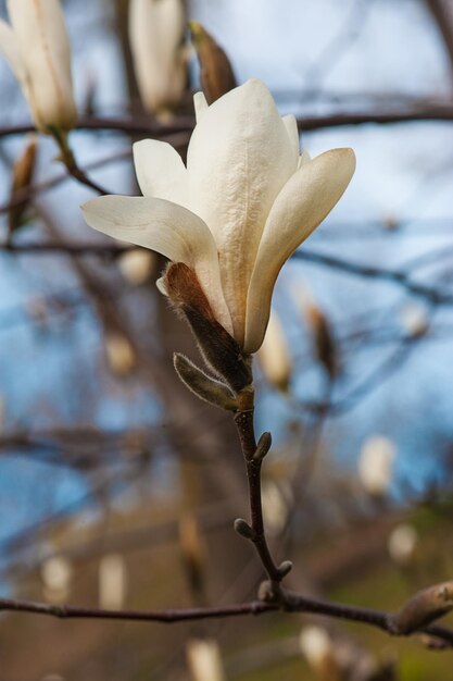 Blossoming of white magnolia flowers in spring time