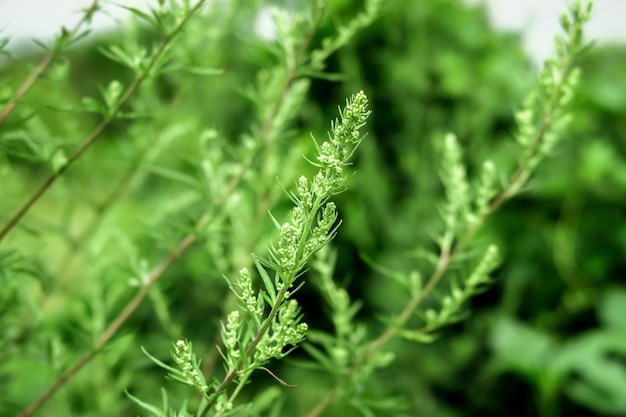 blossoming wormwood growing in a field. collecting medicinal plants concept