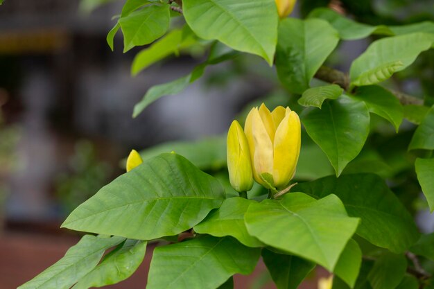 Blossoming yellow magnolia flower in the garden brooklynensis Yellow Bird or Yellow lily tree macro image natural floral background