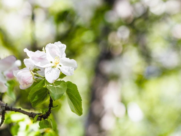 Blossoms of apple tree close up in green forest