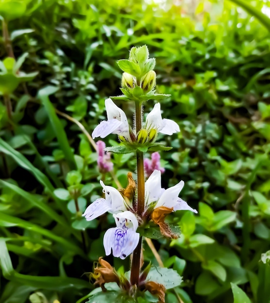 Blossoms of the common eyebright Euphrasia or Euphrasia officinalis