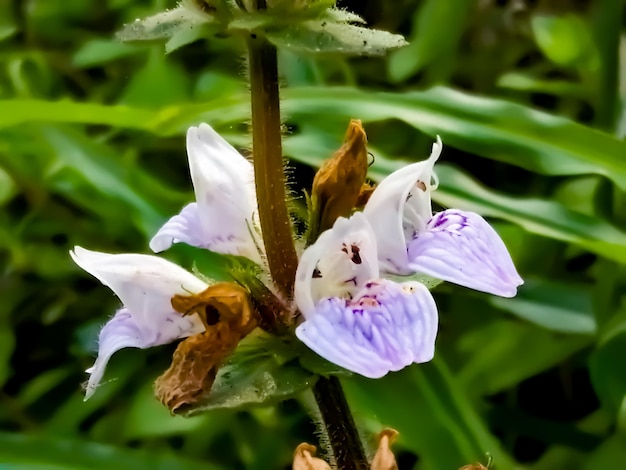 Blossoms of the common eyebright Euphrasia or Euphrasia officinalis