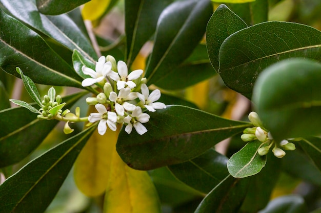 Blossoms of ornamental plant PITTOSPORUM TOBIRA small white flowers