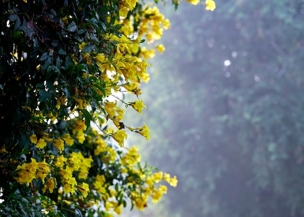 Blossoms of Yellow Trumpetbush, Tecoma stans