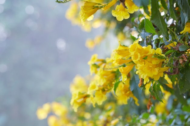 Blossoms of Yellow Trumpetbush, Tecoma stans