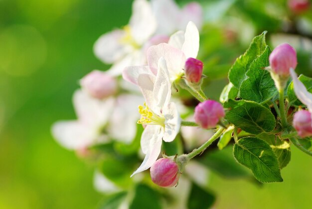 Blossoms