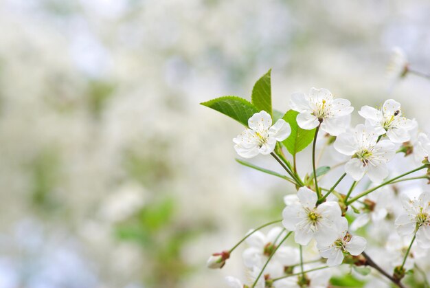 Blossoms