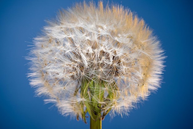 Blowball flower on a blue background close up