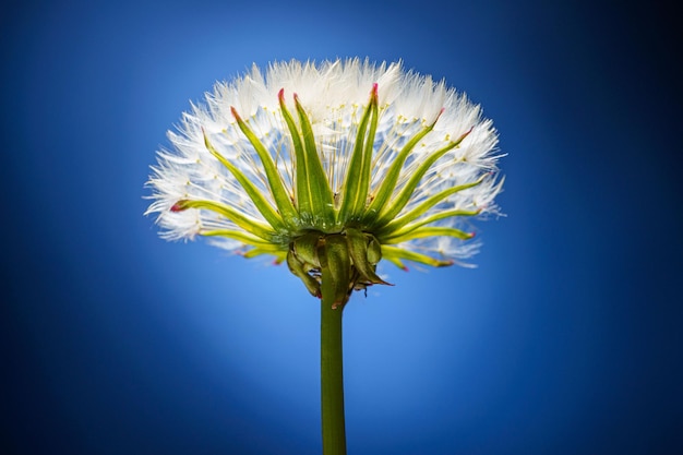 Blowball flower on a blue background close up