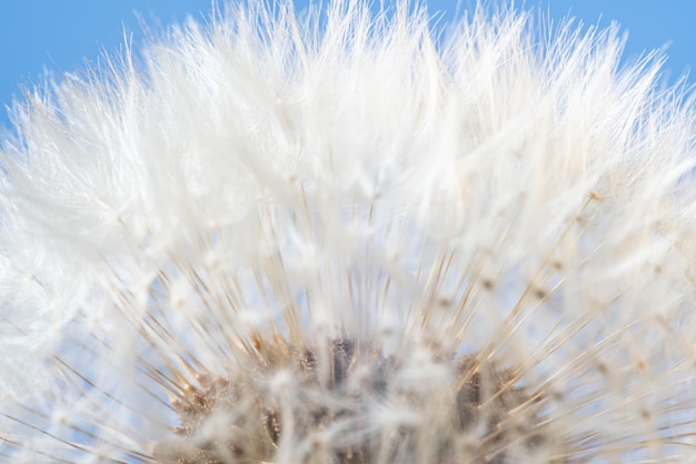 Blowball flower close up Dandelion with white fluffy pappus seeds macro background