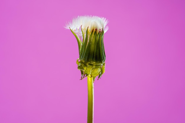 Blowball flower on a pink background close up