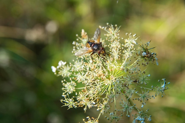 Blowfly on flower. Summertime Yellow Forest Fly Macro Photo (close up)