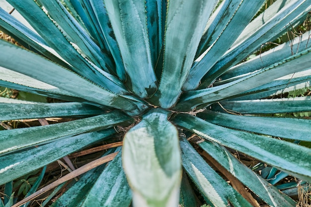 Blue agave plantation in the field to make tequila industry tequila concept