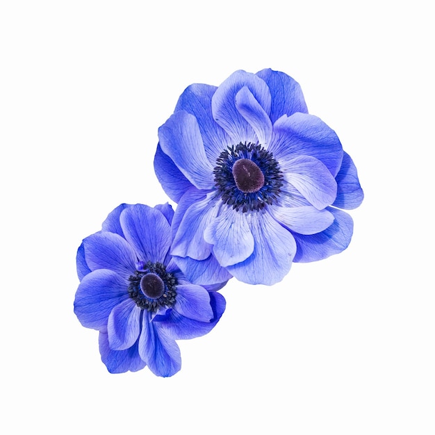 Blue anemone coronaria isolated on white with clipping path