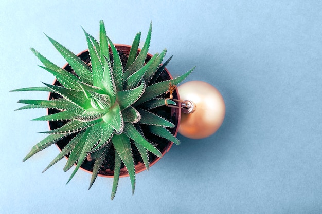 On a blue background is a pot with a plant (haworthia)