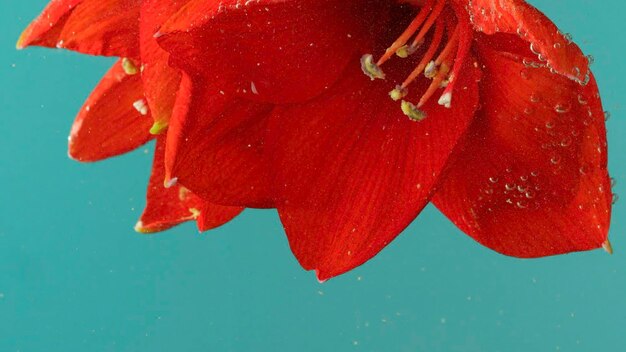 Photo blue background stock footage a bright red flower sways in the water on a bright blue background