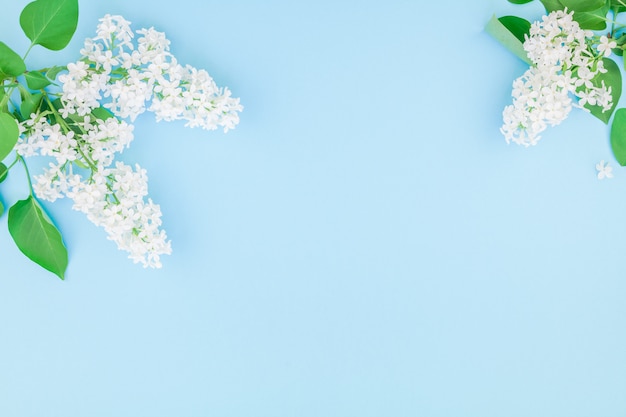 Blue background with white lilac flowers