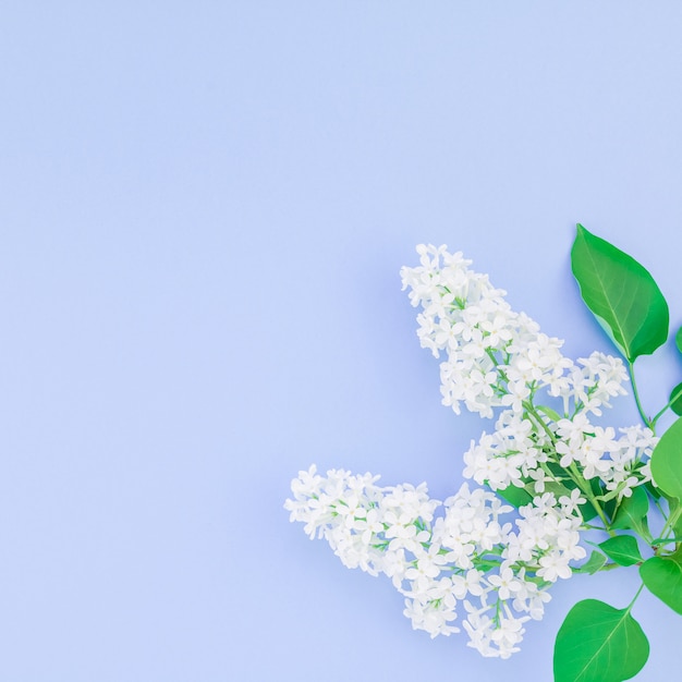 Blue background with white lilac flowers