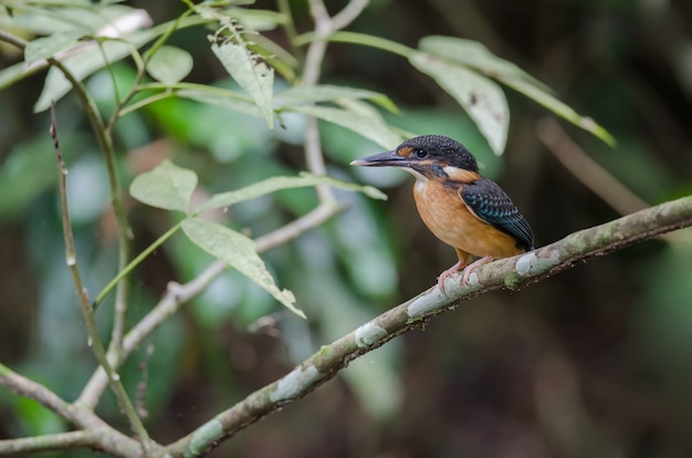 Blue-banded kingfisher 