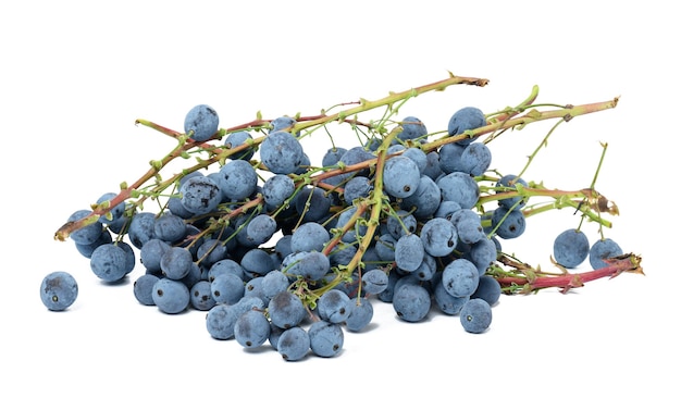 Blue berries of Mahonia holly on a white isolated background